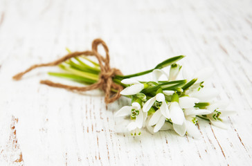 snowdrops bunch on wooden background