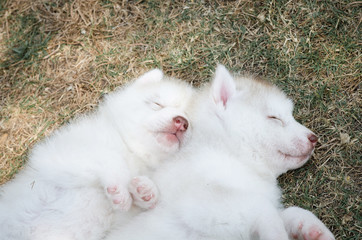 Fototapeta premium Cute siberian husky puppies sleeping