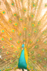 Fototapeta premium Blur background image of beautiful peacock