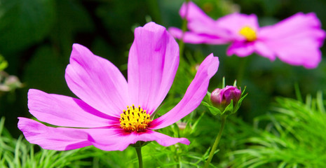 Pink cosmea flowers.