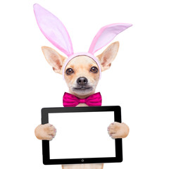 bunny easter ears dog