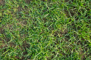 Sun light on green grass
