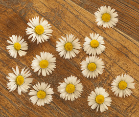 Obraz premium daisy