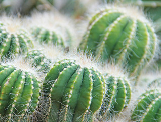 Cactus Plant. Shallow depth of field