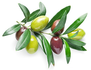 Olive twig on a white background.