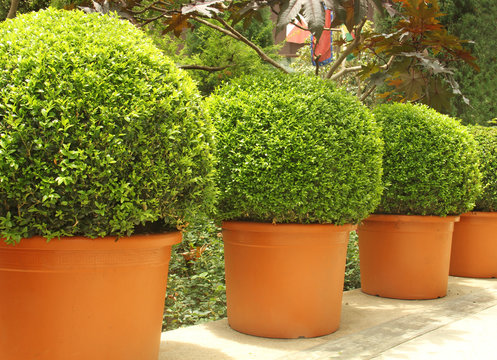 small trees in pots
