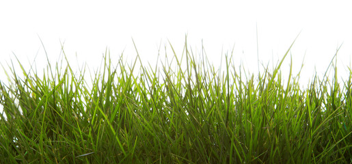 Obraz premium Green grass isolated .