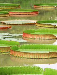 Victoria Regia - the largest water lily in the world - 79312648