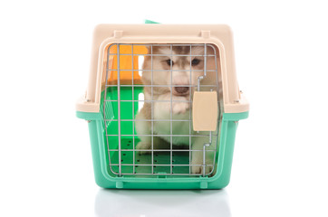 Cute siberian husky puppy in travel box