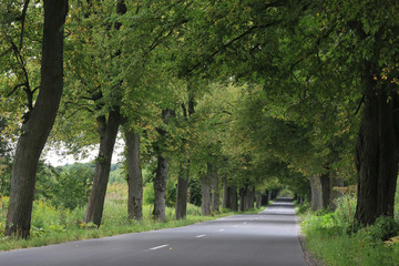 Obraz premium Lindenallee in Ostpreussen