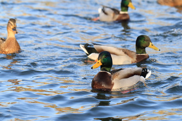 wild ducks in the lake