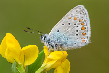 Bläuling