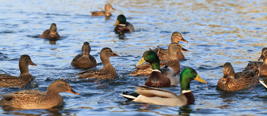 wild ducks in the lake
