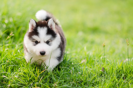 Husky Puppies Images – Browse 109,806 Stock Photos, Vectors, and ...
