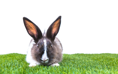 Rabbit in green grass on white background