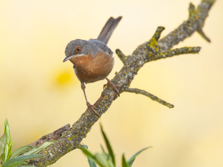 Male Subalpine Warbler (Sylvia cantillans ) Spain
