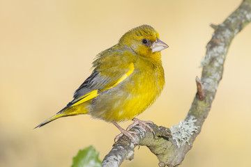 European Greenfinch ( Carduelis chloris ) resting on a branch in