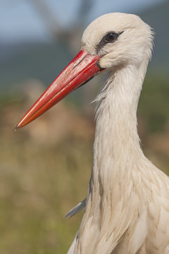 Portrait of White Stork ( Ciconia ciconia ) in their natural hab