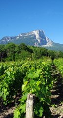 vignoble  savoyard