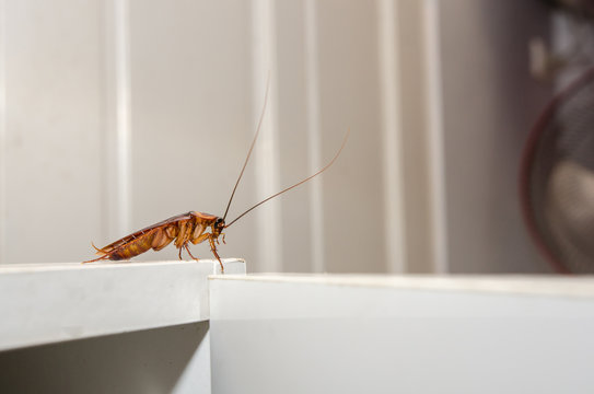 Close up a cockroach on white cupboard