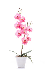 Naklejka na ściany i meble Close up of beautiful orchid in white pot