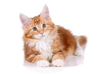 Fototapeta na wymiar Ginger kitten lying on a white background