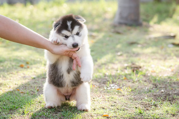 Little Siberian husky puppy biting the hand