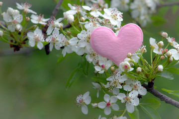 Spring. Flowering branch and heart.