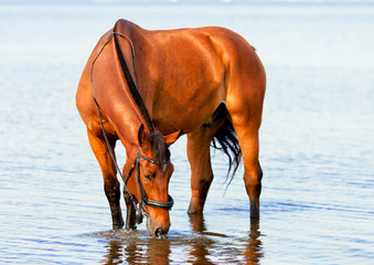 bay horse drinking water