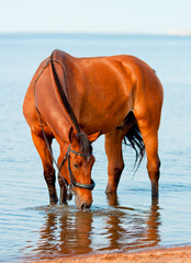 bay horse drinking water - 79315617