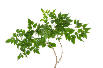 green leaves isolated