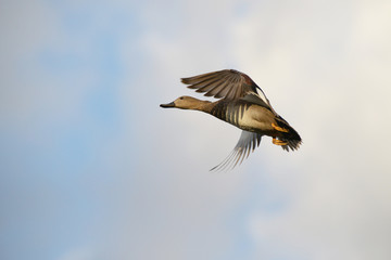 Gadwall, Anas strepera