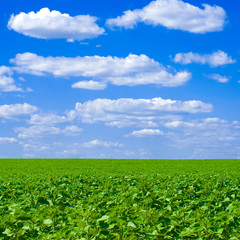 field and blue sky