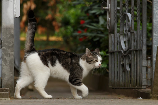 Kater markiert