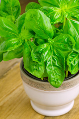 Basil in a pot
