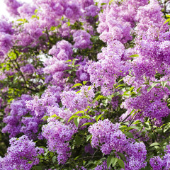 lilac flowers