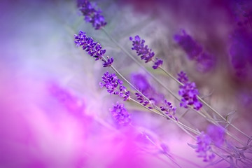 Obraz premium Lawenda w cieniu, wykonana z fioletowym filtrem kolorowym