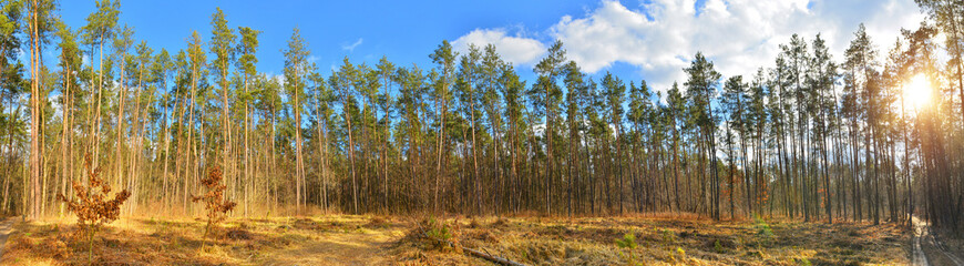Forest panorama