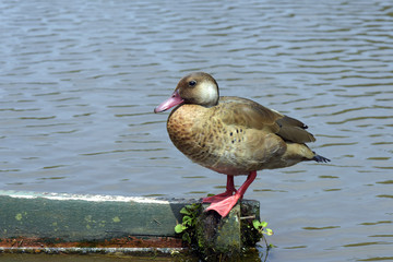 Ananaí: pato selvagem brasileiro