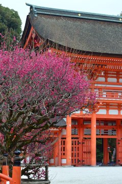 7 Best 光琳梅 Images Stock Photos Vectors Adobe Stock