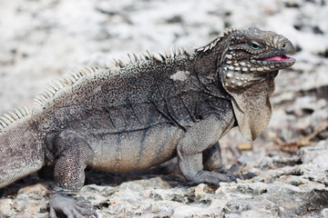 Marine iguana