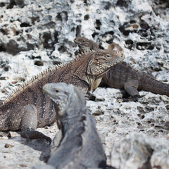 Marine iguana