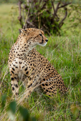 Naklejka na ściany i meble grass, Kenya, cheetah, African nature, predator