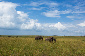 elephants, nature reserve, cloud, day, sun, travel, Kenya