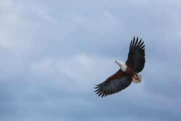 Eagle, vulture, birds, wildlife, sky, feathers, beak, claws