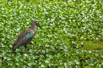 birds, wildlife, sky, feathers, beak, claws, water, trees, nest
