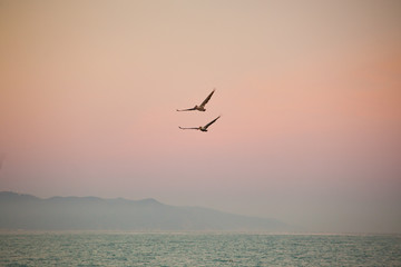 Fototapeta na wymiar Two California pelicans over the sunset sky