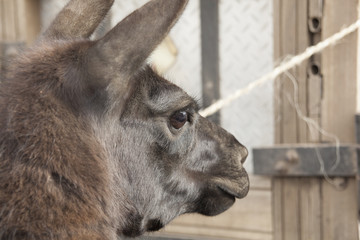 Head of llama (Lama glama) is a South American camelid, widely u