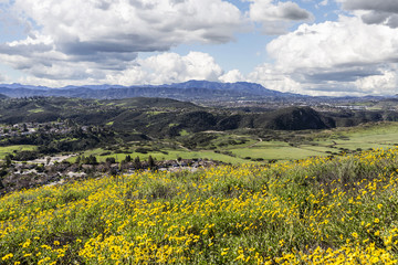Obraz premium California Meadows