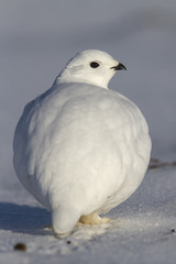 Rock Ptarmigan which stands in the snow on winter tundra